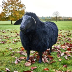 Thyme Sheep Seat - MADE TO ORDER (NOT SOLD OUT!) -Bertioli SheepSeats ClareBingham CREDIT LowRes18 scaled