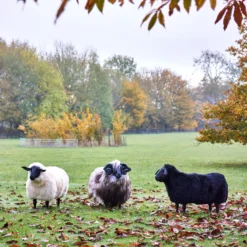 New Release -Bertioli SheepSeats ClareBingham CREDIT LowRes4 scaled