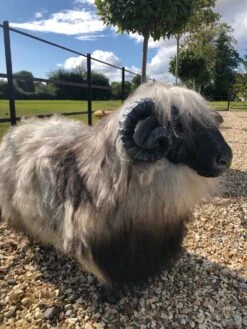 Thyme Sheep Seat - MADE TO ORDER (NOT SOLD OUT!) -Bertioli Tag030SmallGreyRam